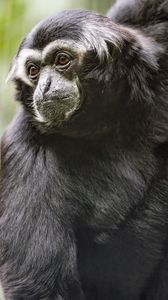 Preview wallpaper gibbon, monkey, glance, wool, animal