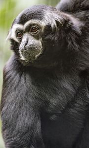 Preview wallpaper gibbon, monkey, glance, wool, animal