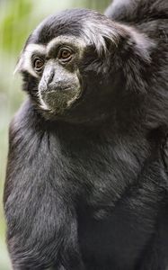 Preview wallpaper gibbon, monkey, glance, wool, animal