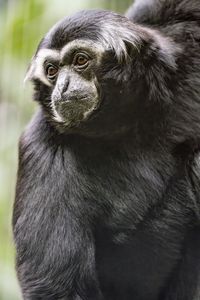 Preview wallpaper gibbon, monkey, glance, wool, animal