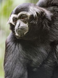 Preview wallpaper gibbon, monkey, glance, wool, animal