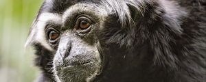 Preview wallpaper gibbon, monkey, glance, wool, animal