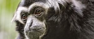 Preview wallpaper gibbon, monkey, glance, wool, animal