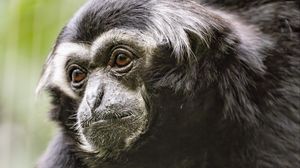 Preview wallpaper gibbon, monkey, glance, wool, animal