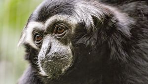 Preview wallpaper gibbon, monkey, glance, wool, animal