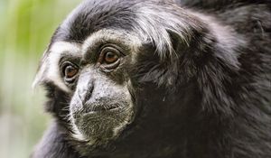 Preview wallpaper gibbon, monkey, glance, wool, animal