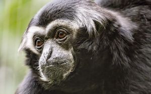 Preview wallpaper gibbon, monkey, glance, wool, animal