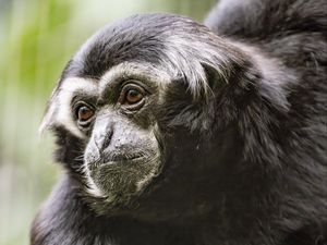 Preview wallpaper gibbon, monkey, glance, wool, animal