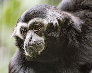 Preview wallpaper gibbon, monkey, glance, wool, animal