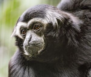 Preview wallpaper gibbon, monkey, glance, wool, animal