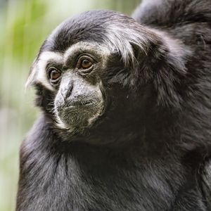 Preview wallpaper gibbon, monkey, glance, wool, animal