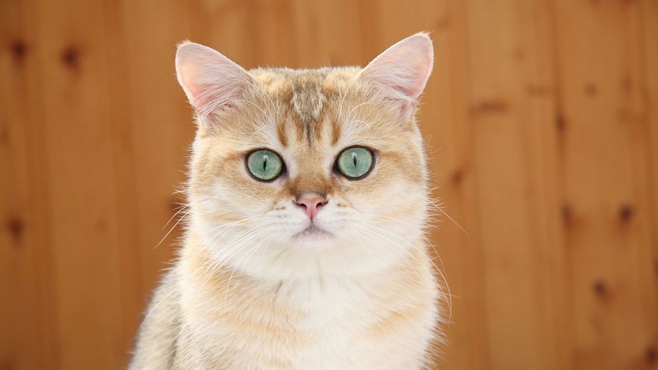 Wallpaper ginger cat, blue eyes, look