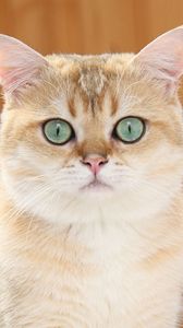 Preview wallpaper ginger cat, blue eyes, look