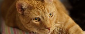 Preview wallpaper ginger cat, cat, lying, muzzle