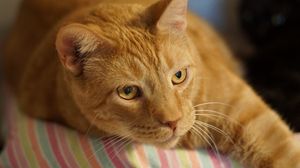Preview wallpaper ginger cat, cat, lying, muzzle