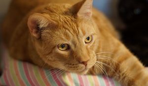 Preview wallpaper ginger cat, cat, lying, muzzle