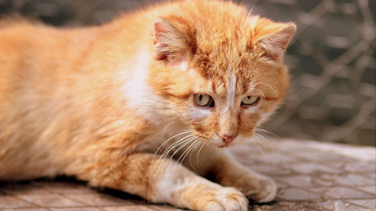 Wallpaper ginger cat, kitten, eyes