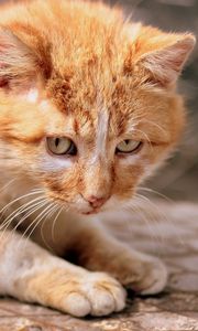 Preview wallpaper ginger cat, kitten, eyes