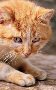 Preview wallpaper ginger cat, kitten, eyes