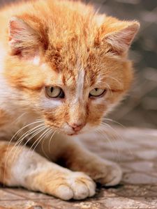 Preview wallpaper ginger cat, kitten, eyes