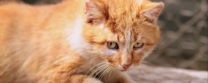 Preview wallpaper ginger cat, kitten, eyes