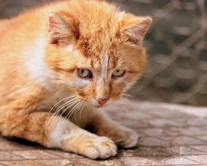 Preview wallpaper ginger cat, kitten, eyes