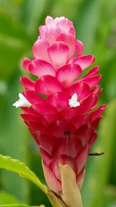 Preview wallpaper ginger, flower, inflorescence, pink, macro