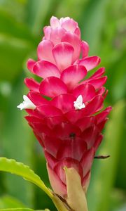 Preview wallpaper ginger, flower, inflorescence, pink, macro