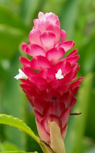 Preview wallpaper ginger, flower, inflorescence, pink, macro