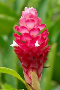 Preview wallpaper ginger, flower, inflorescence, pink, macro