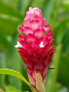 Preview wallpaper ginger, flower, inflorescence, pink, macro