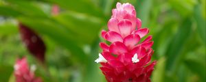 Preview wallpaper ginger, flower, inflorescence, pink, macro