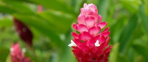 Preview wallpaper ginger, flower, inflorescence, pink, macro