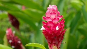 Preview wallpaper ginger, flower, inflorescence, pink, macro