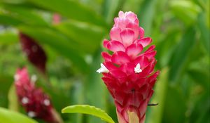 Preview wallpaper ginger, flower, inflorescence, pink, macro