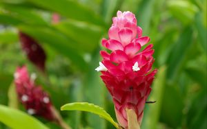 Preview wallpaper ginger, flower, inflorescence, pink, macro