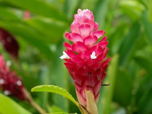 Preview wallpaper ginger, flower, inflorescence, pink, macro