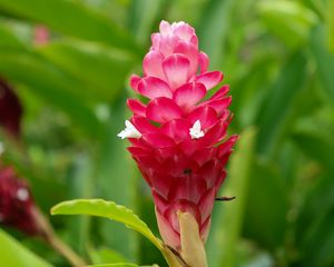 Preview wallpaper ginger, flower, inflorescence, pink, macro