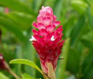 Preview wallpaper ginger, flower, inflorescence, pink, macro