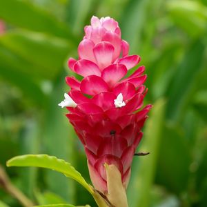 Preview wallpaper ginger, flower, inflorescence, pink, macro