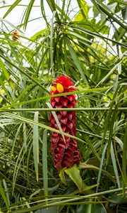 Preview wallpaper ginger, flower, inflorescence, herb