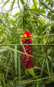 Preview wallpaper ginger, flower, inflorescence, herb