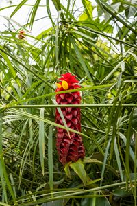 Preview wallpaper ginger, flower, inflorescence, herb