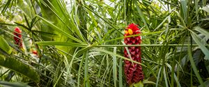 Preview wallpaper ginger, flower, inflorescence, herb