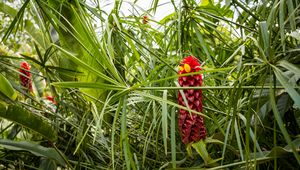 Preview wallpaper ginger, flower, inflorescence, herb