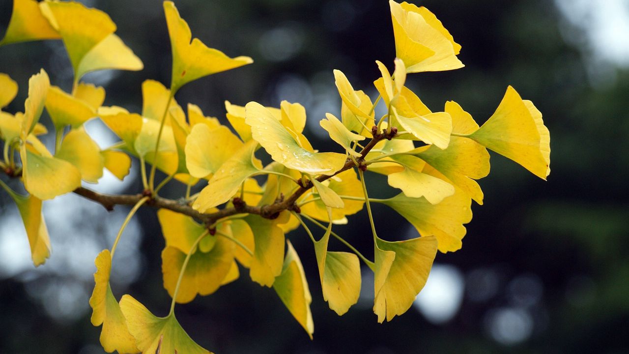 Wallpaper ginkgo, leaves, branch, yellow hd, picture, image