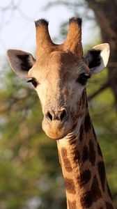 Preview wallpaper giraffe, animal, africa, wildlife