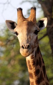 Preview wallpaper giraffe, animal, africa, wildlife