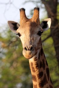 Preview wallpaper giraffe, animal, africa, wildlife