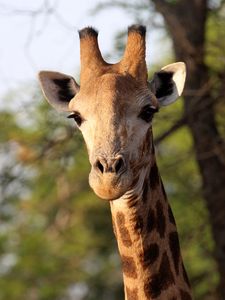 Preview wallpaper giraffe, animal, africa, wildlife